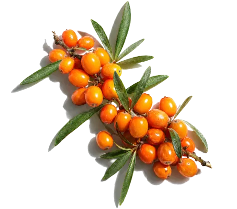 Sea Buckthorn