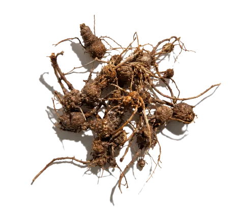 Nagarmotha